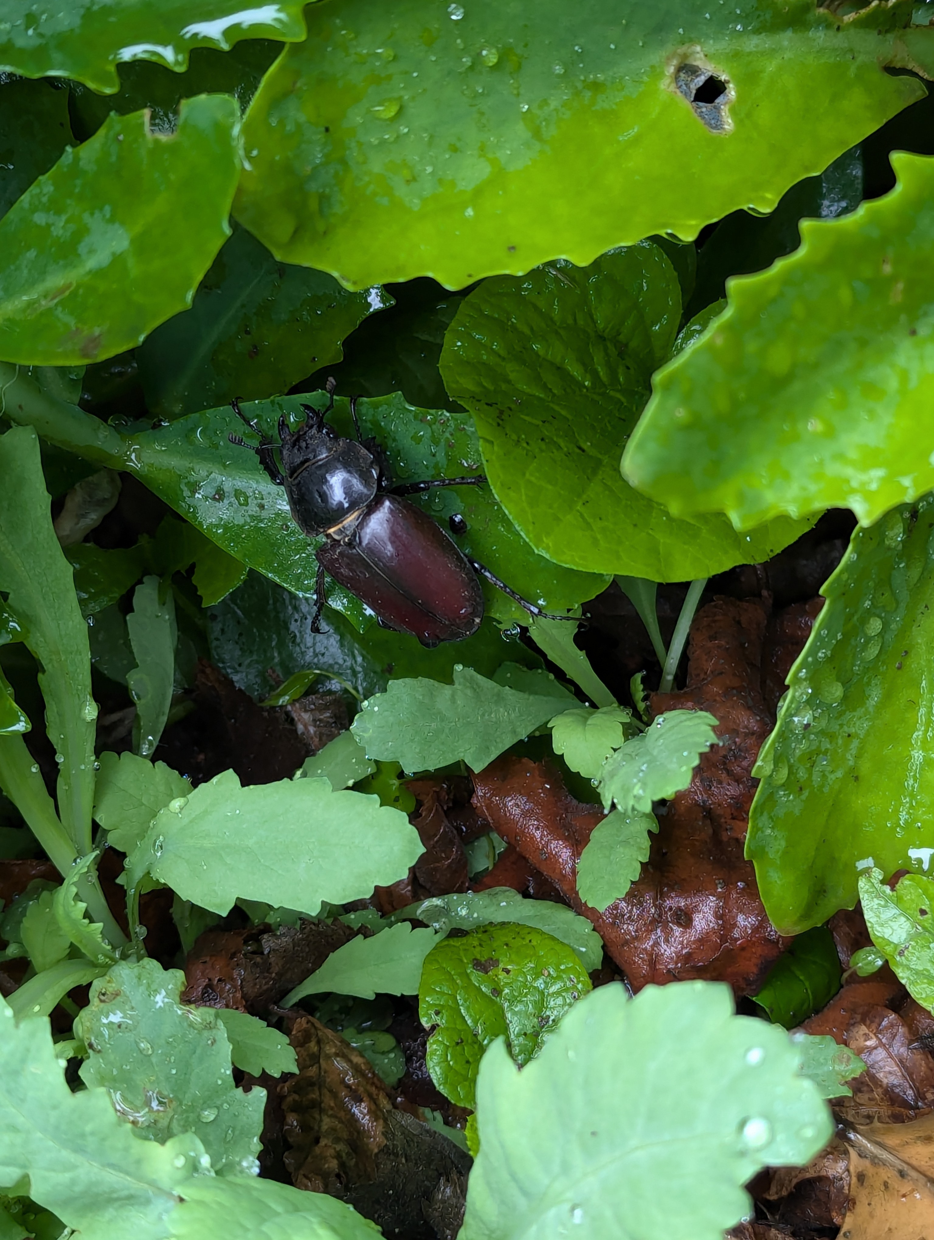 Ryu - 6 - Horsham.jpg